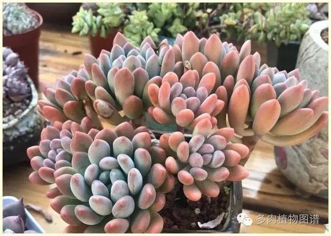 才离家半个月，回来后看到家里的多肉一阵狂喜~