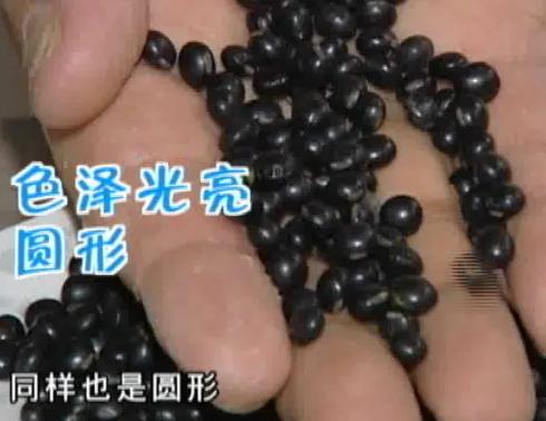 黑豆绿心和黄心哪个比较好,绿心黑小豆和绿心大黑豆的区别