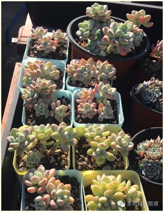 才离家半个月，回来后看到家里的多肉一阵狂喜~