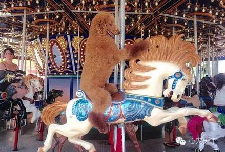 一群逆天的巨型贵宾犬,软萌的大型犬巨型贵宾犬