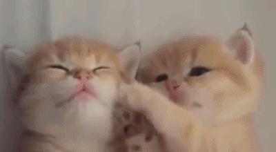 家有恶邻什么意思,家有恶邻小说第五章免费全文