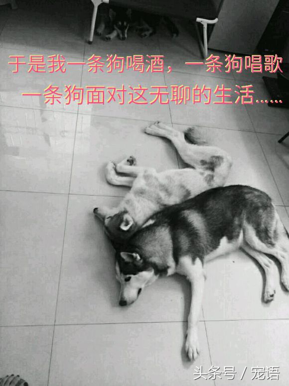 网友说养三只哈士奇和养一只差不多，我差点就信了