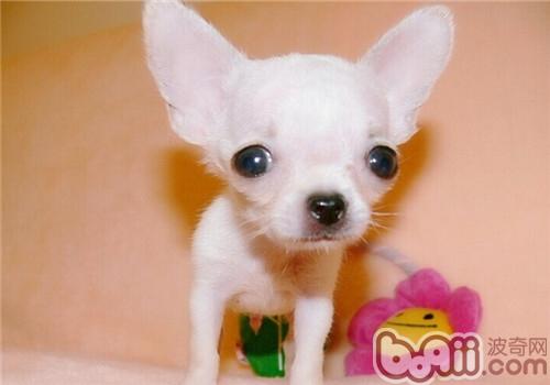 什么狗狗毛发比较软好养,掉毛少好打理的狗狗