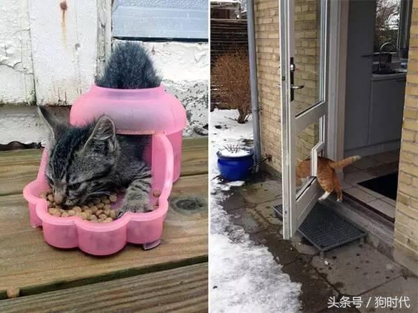 喵星人平常很高冷,喵星人高冷