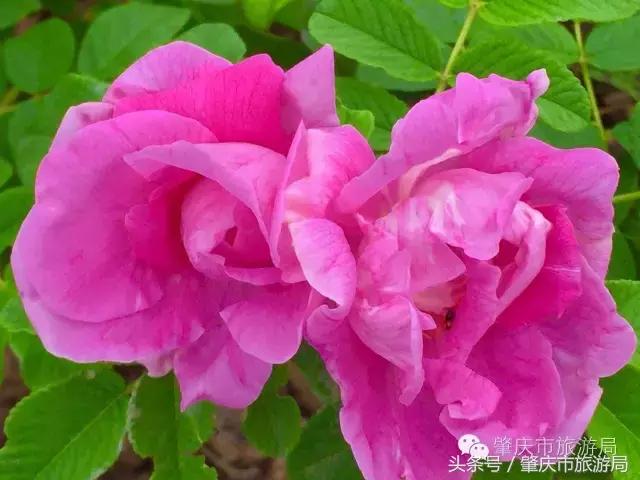 肇庆最新重磅消息,广东肇庆新消息