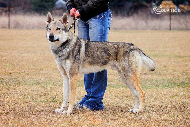 最像狼的狗捷克狼犬,什么狼和捷克狼犬像