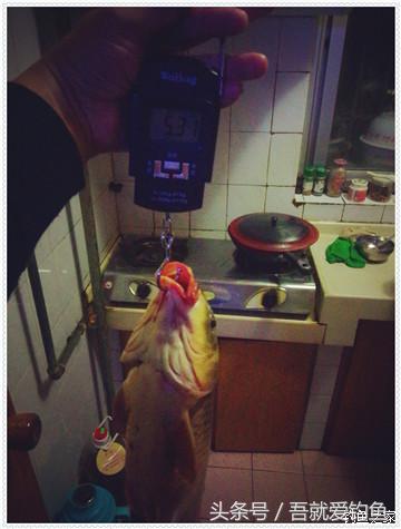 大将师来干家塘有鲤有鲫好鱼情