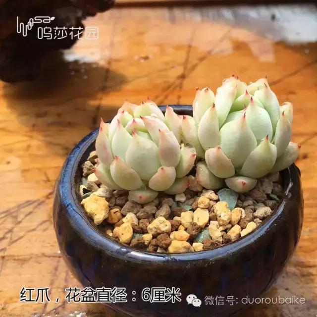 多肉植物新手入门知识,多肉植物品种大全带名字