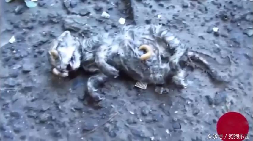 小奶猫被抛弃在垃圾桶收养,小奶猫被主人抛弃被别人捡到