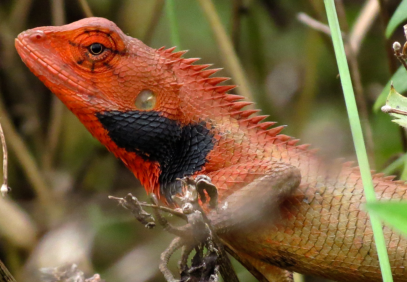 8090后养过的宠物,盘点那些年养过狗狗的视频