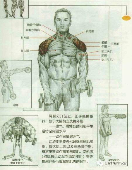 最全哑铃教学,手臂哑铃肌肉训练10个动作图解