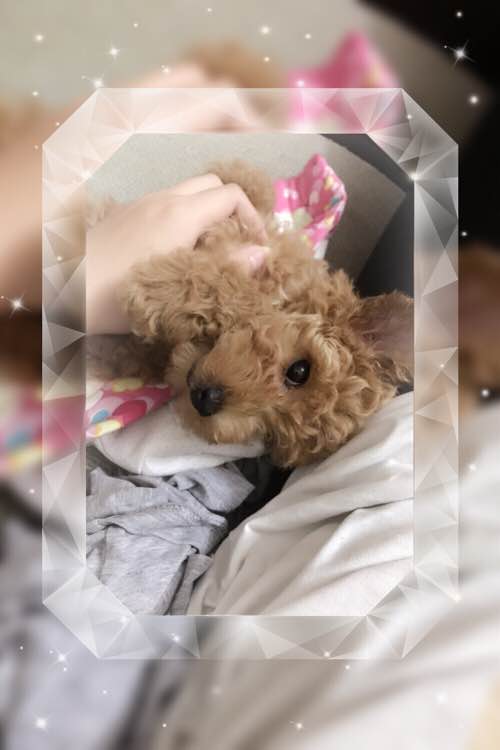 两个月泰迪几天能学会定点上厕所,我家泰迪狗特别爱喝水