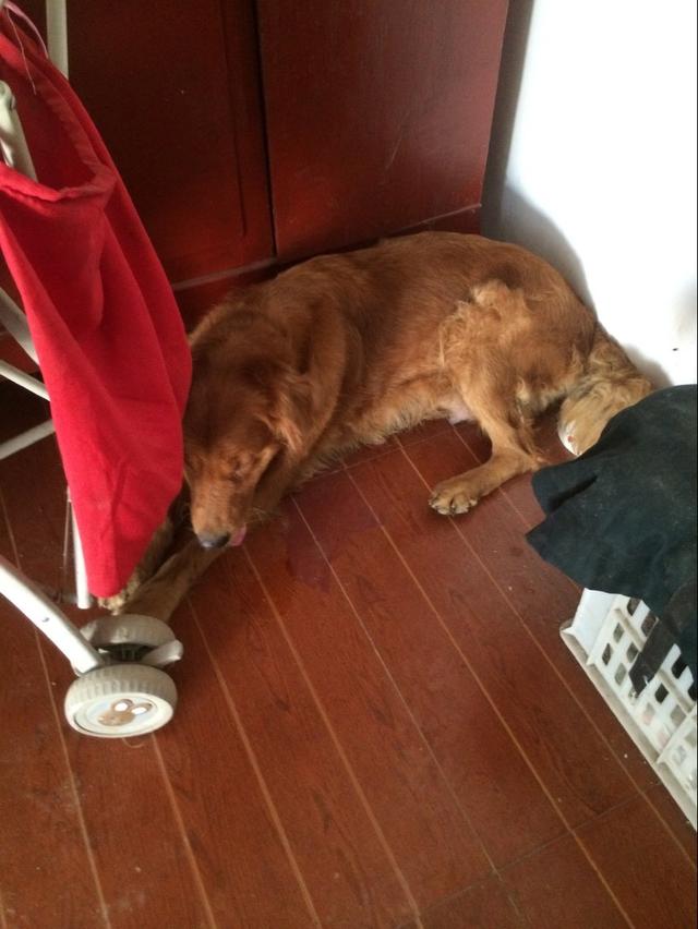 金毛生了9只狗崽，嫌弃太多而不愿喂奶，看着真心疼