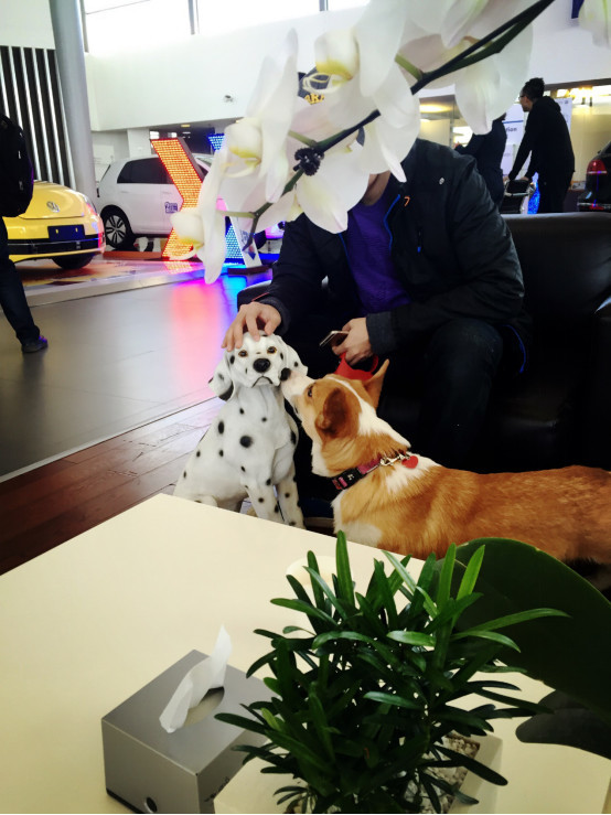 小柯基小时候的样子和长大的样子,还没长大的小柯基