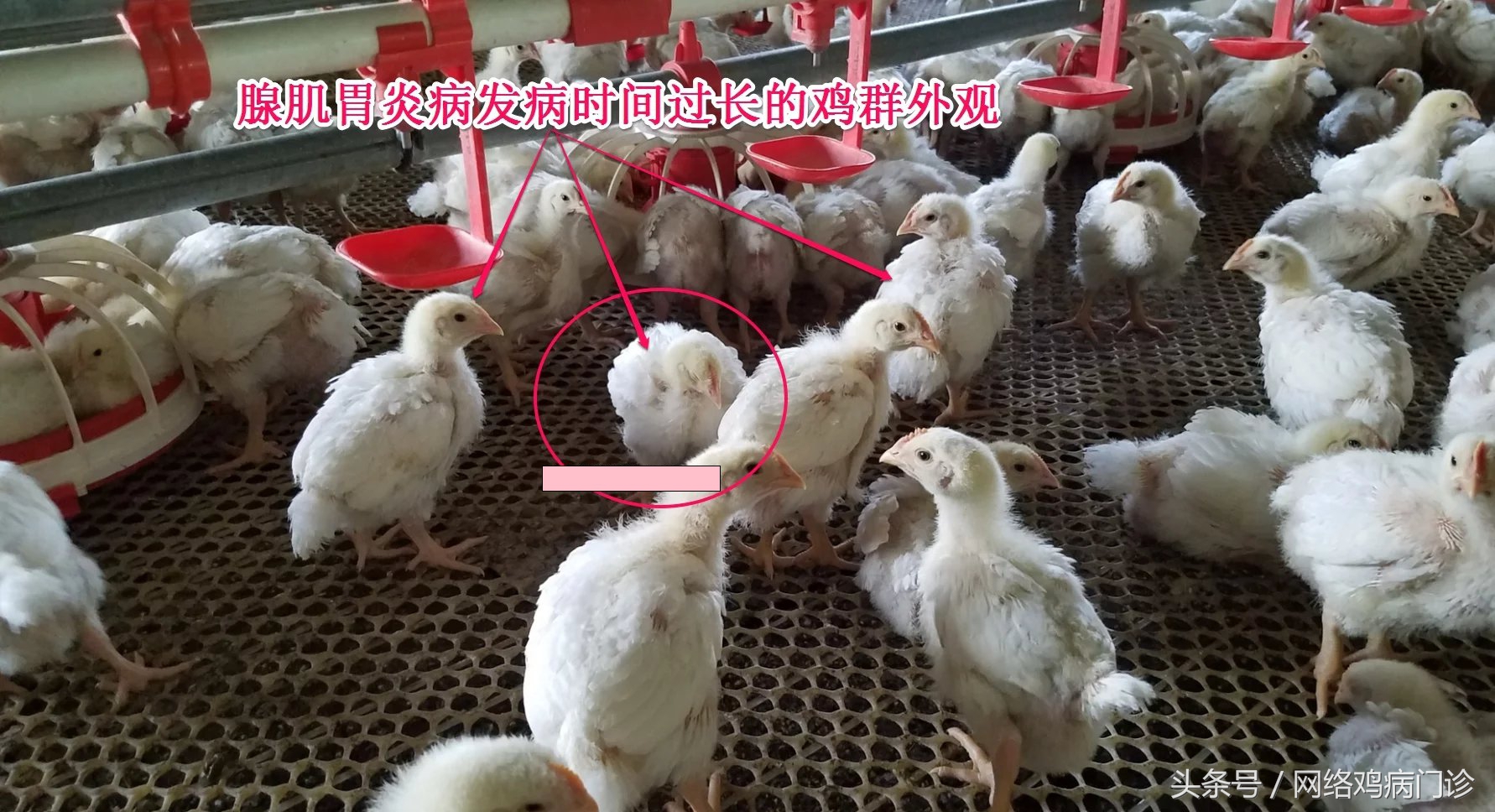 腺肌症治愈的病例分享,鸡腺肌胃炎的治疗成功案例