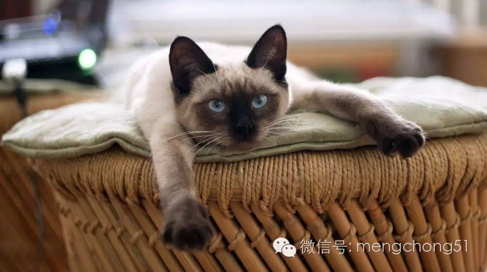 猫咪感染猫瘟怎么解决,猫咪打预防针还会感染猫瘟么