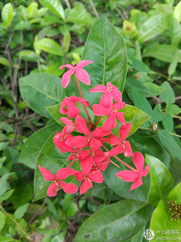 小米5s怎么样,小米s55对比小米555