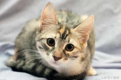 我带喵主人去做绝育，回来的路上它却救了我的命，我是不是做错了