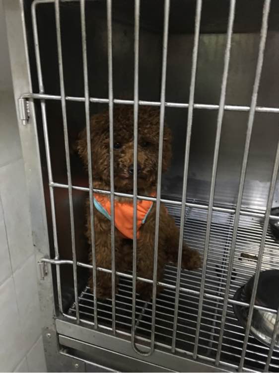 捡到了一个小狗狗宝宝,捡到一只泰迪去宠物医院怎么检查