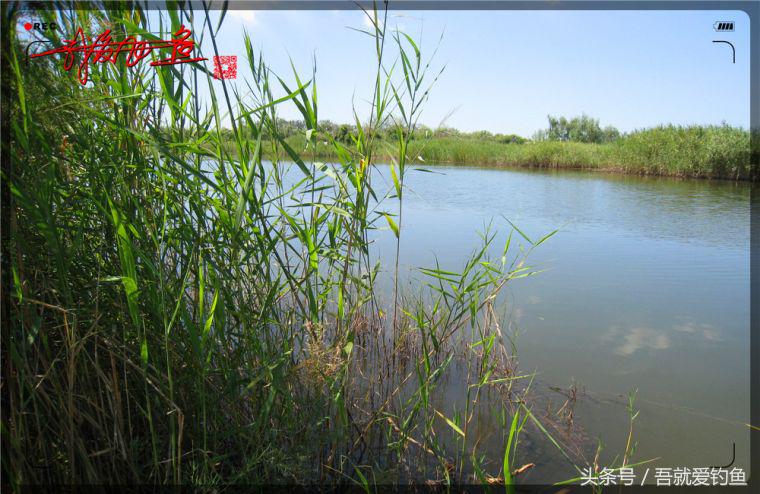 原创我爱飞鱼耍耍耍