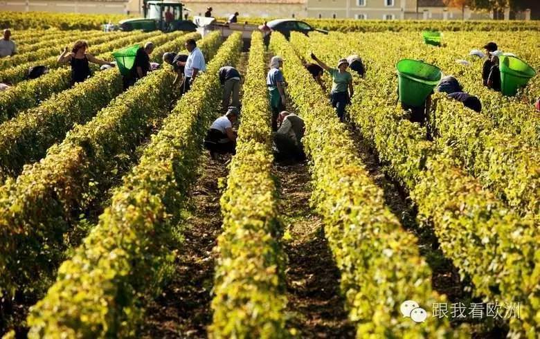 比葡萄酒甜一点的酒,红酒波尔多比较好的产区