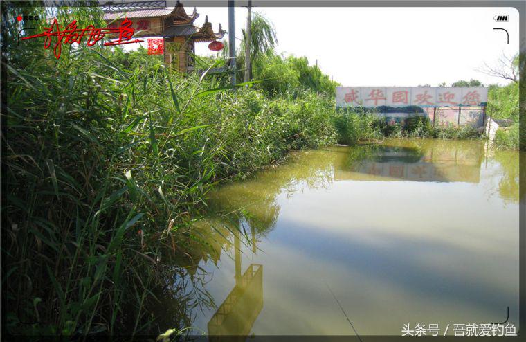 原创我爱飞鱼耍耍耍