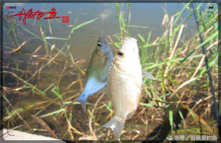 原创我爱飞鱼耍耍耍