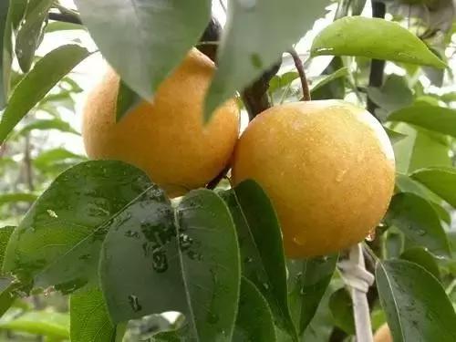 狗屎糕是什么,狗屎糕榴莲味