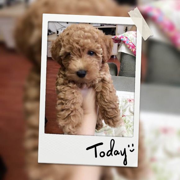 泰迪一天上几次厕所正常,刚买了一只泰迪几天能熟悉