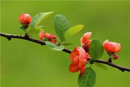 河州牡丹—海棠花虫灾及防治大全