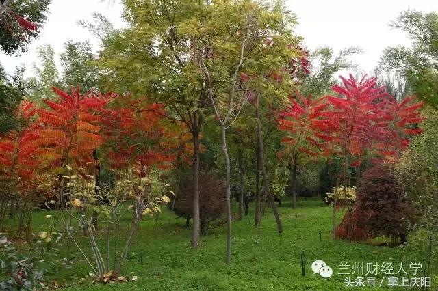 在兰财的一天vlog,在兰大秋天的感受