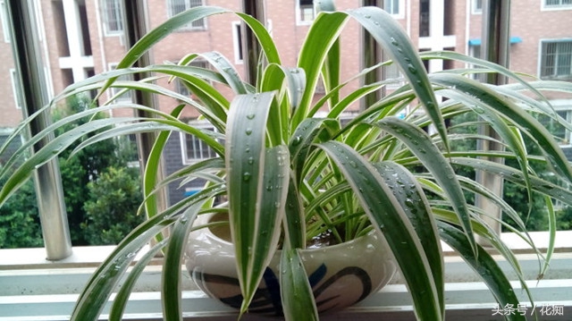 水培吊兰长根然后再栽在土里,怎样水培吊兰长得更好