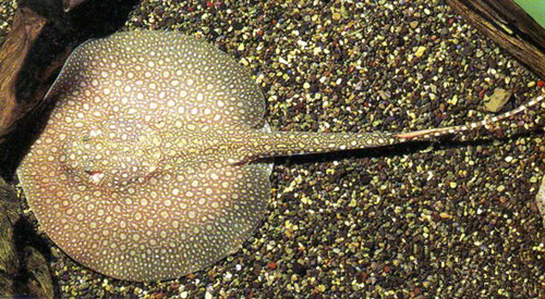 魟鱼营养,饲养魟鱼需要知道些什么