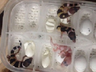 豹纹守宫宝宝破壳的过程,豹纹守宫宝宝孵化破壳而出