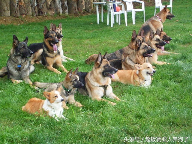 怎么训练德国牧羊犬保护主人,咋样训练牧羊犬