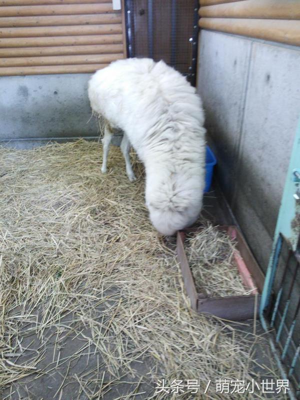 专程去动物园看兔狲,去动物园看牛马