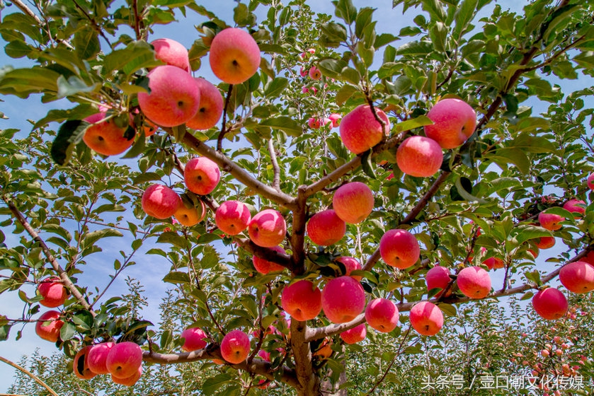山西临汾神话故事,山西临汾吉县苹果视频