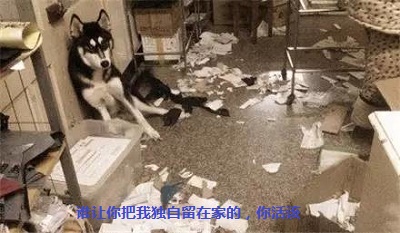 这是一只暖心的哈士奇你们见过吗,这是一只很通人性的哈士奇