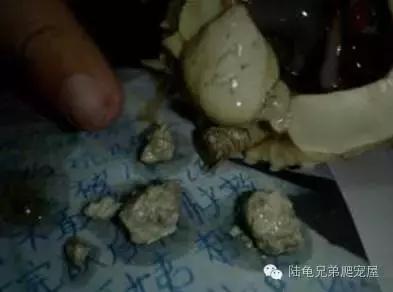 陆龟结石是什么样的,陆龟结石症状表现