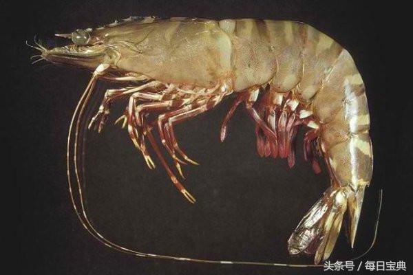 舌尖上的龙虾,品尝正宗龙虾美食的感受