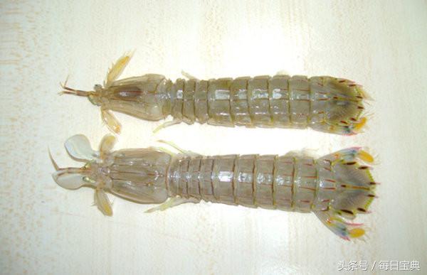 舌尖上的龙虾,品尝正宗龙虾美食的感受