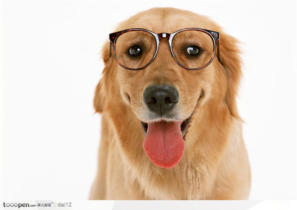 狗狗太臭？这些方法帮你治一治