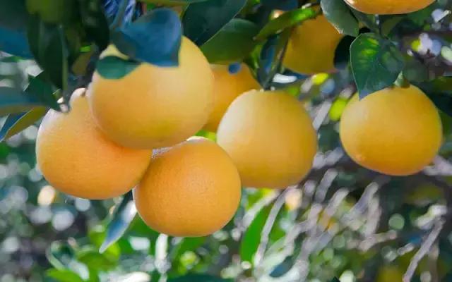 周末气温开始回升,周末天气转晴但温度低迷