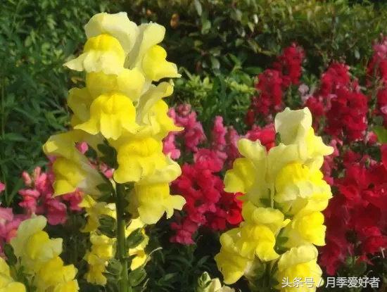 平常的日子送什么花比较好,夏秋季节送什么花合适呢