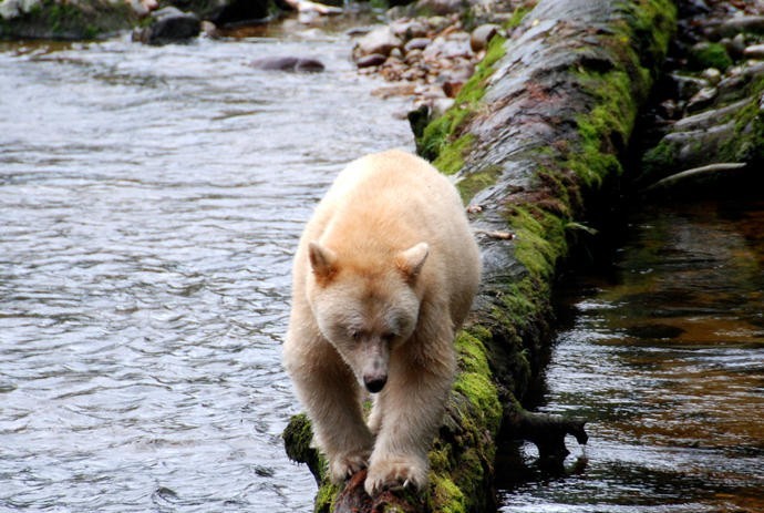 为什么这么多人要去加拿大,去加拿大最应该了解哪些事情