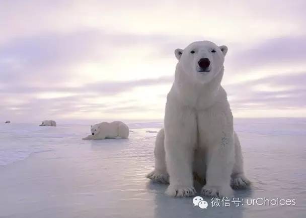 ArcticOscillation|选择,学英文25