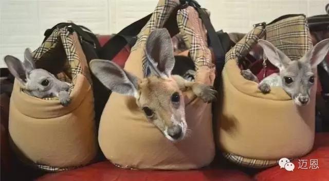 袋鼠和考拉在加拿大还是澳大利亚,袋鼠和考拉是什么关系