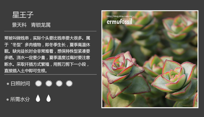 1000种多肉植物珊瑚图鉴,最全多肉品种图鉴