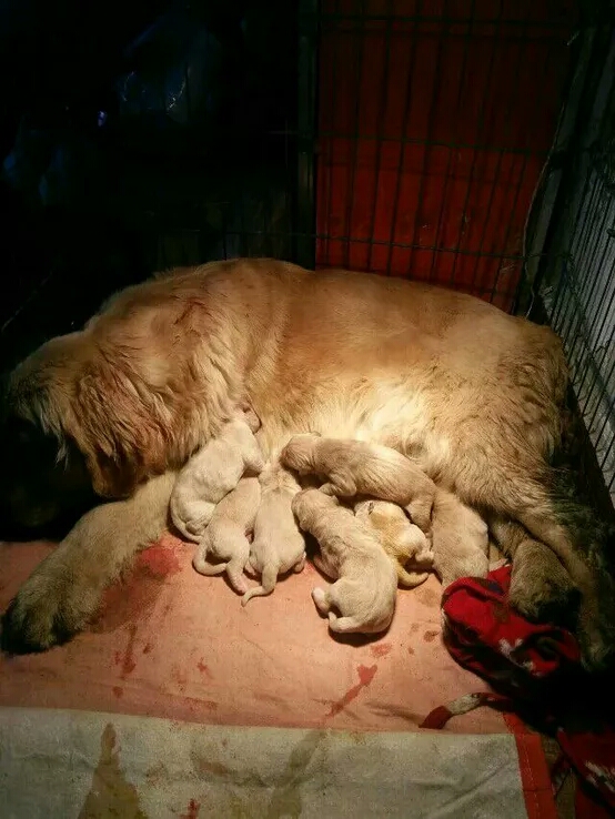 金毛繁殖的过程,金毛繁育过程