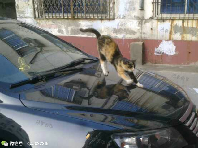 丈母娘说，车上有个老鼠的车是什么牌子？寻思半天，原来是它